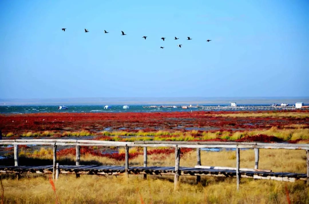 达里湖红海滩在哪里,达里湖冬捕