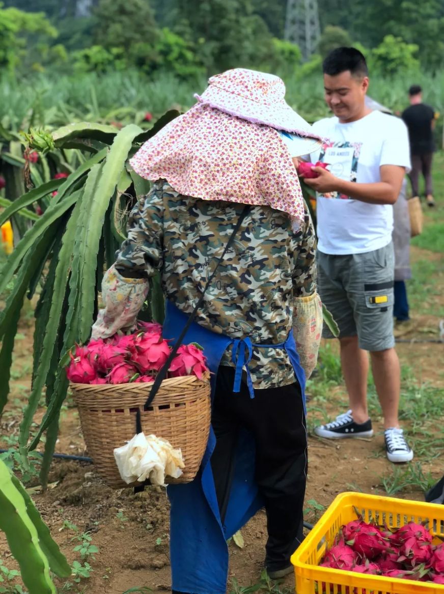 减肥届超热门必备轻食水果，高甜0酸还不发胖，一颗就饱腹