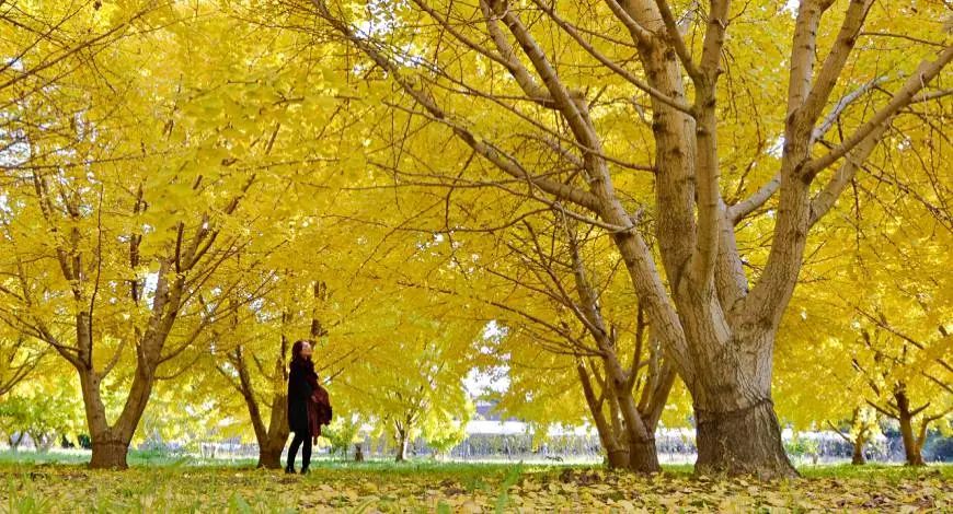 日本银杏叶保存,2019日本赏银杏