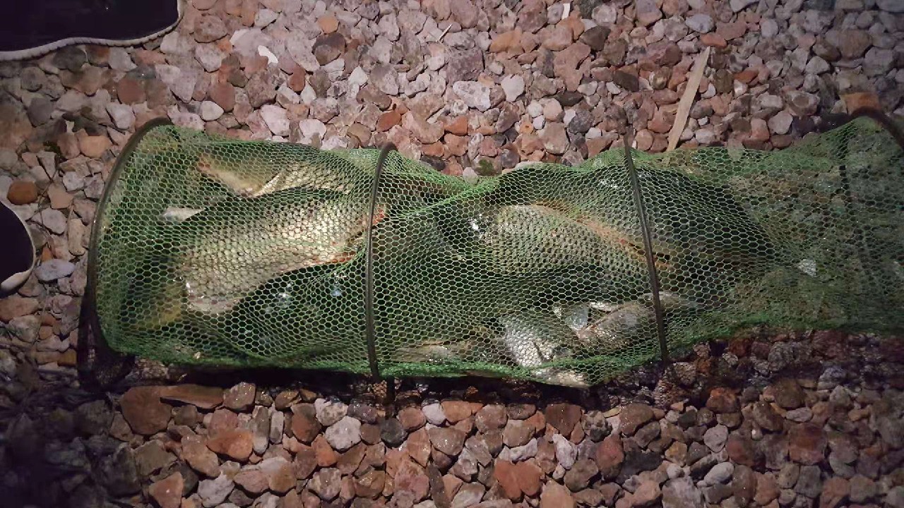 自制鲫鱼窝料没有味精,四季通用自制鲤鱼鲫鱼窝料