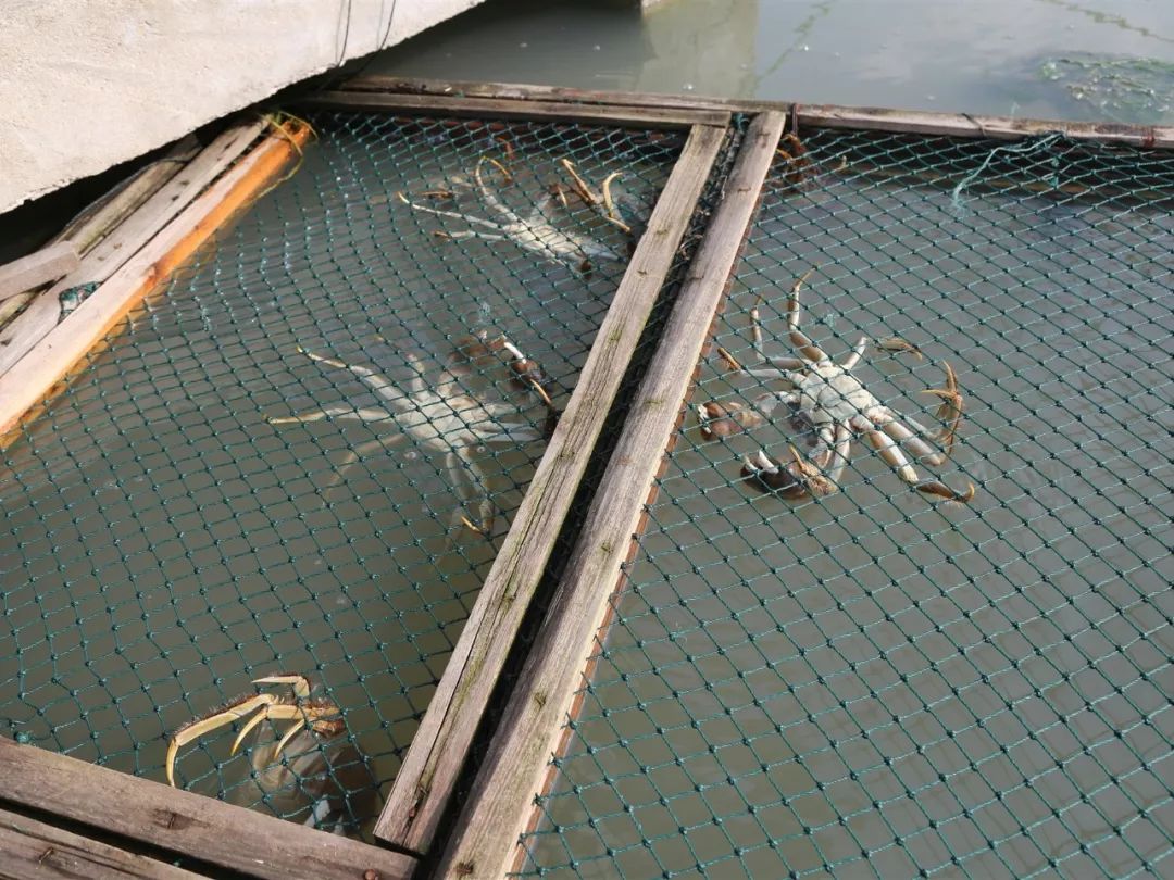 大闸蟹好的蟹黄口感怎么样,这大闸蟹真新鲜咬一口全是蟹黄