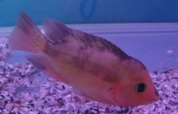 退沙和烧尾有什么区别,简单区别柴油