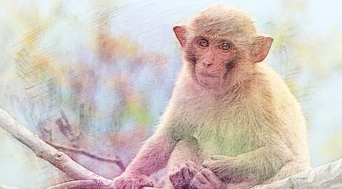 猴鸡狗猪十二生肖顺序,鸡虎牛狗猪猴生肖