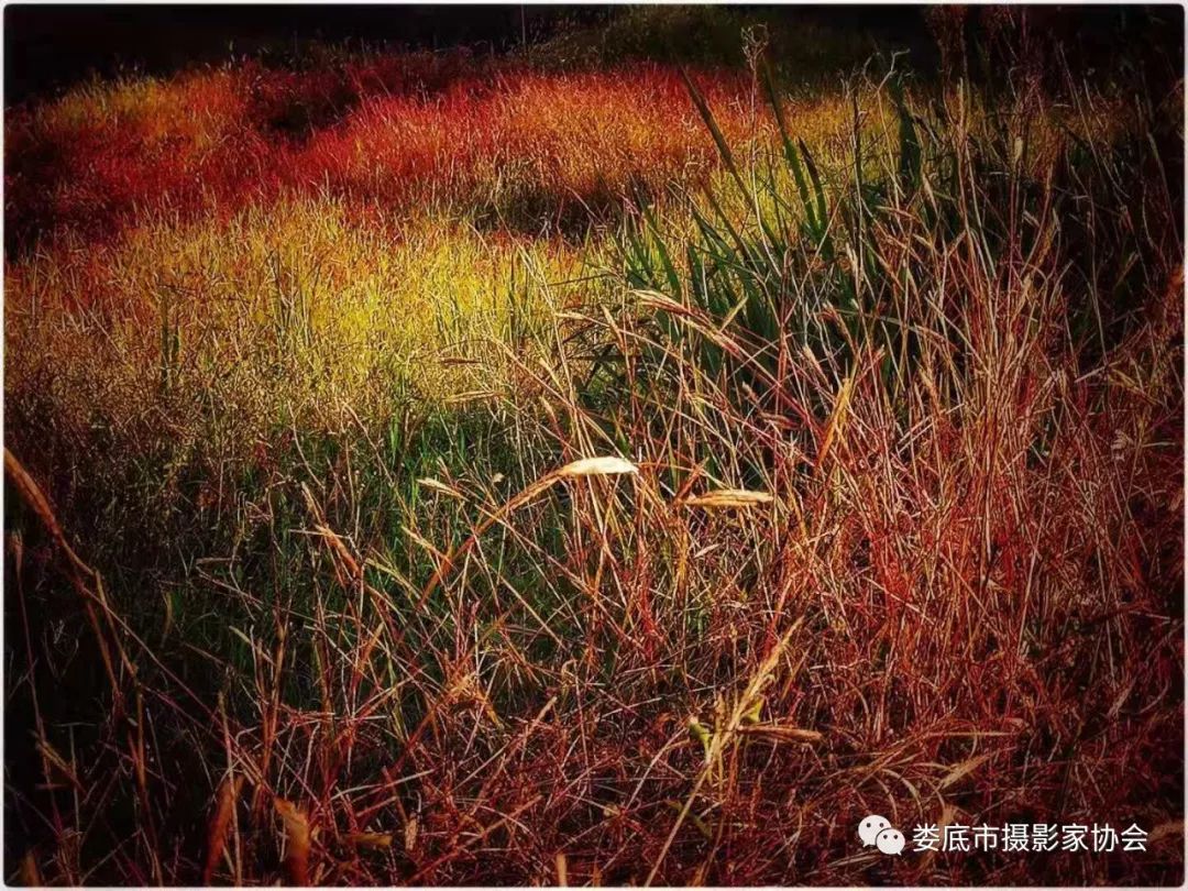 生态娄底美丽家园——【壮丽70年奋斗新时代】娄底首届风光摄影作品展览生态小品作品选登