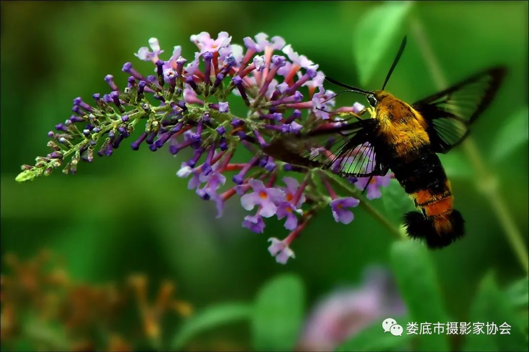 生态娄底美丽家园——【壮丽70年奋斗新时代】娄底首届风光摄影作品展览生态小品作品选登