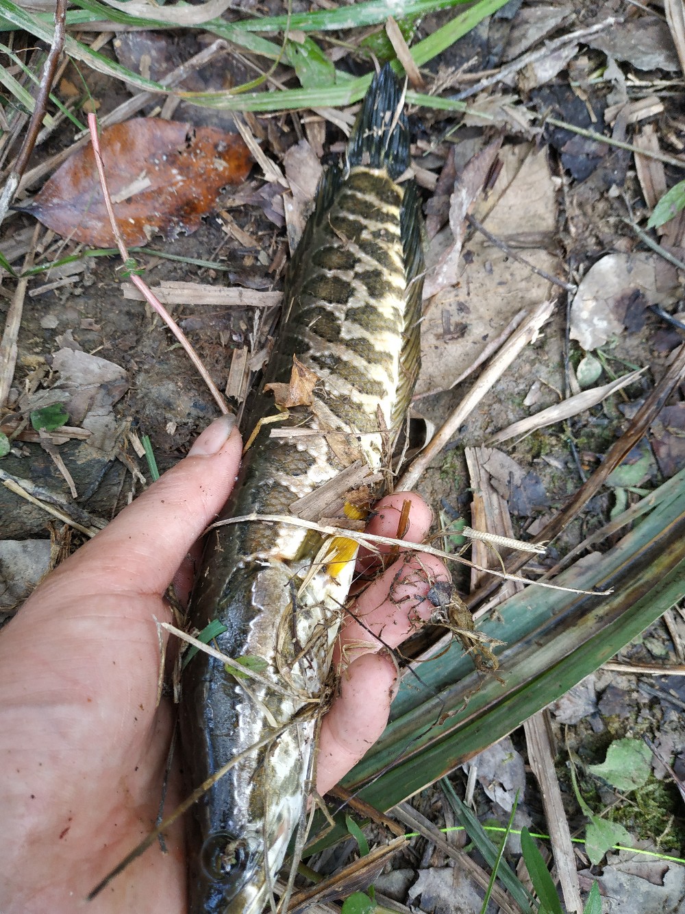 如何把握钓鱼时间,一天钓鱼最好时间段是中午吗