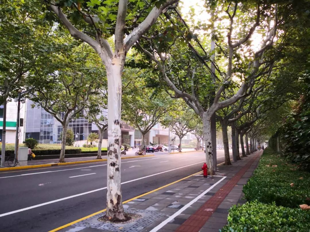 美美哒景观路,美美哒一道绚丽的风景线