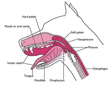 汪星人有哪些秘密,汪星人真实的秘密