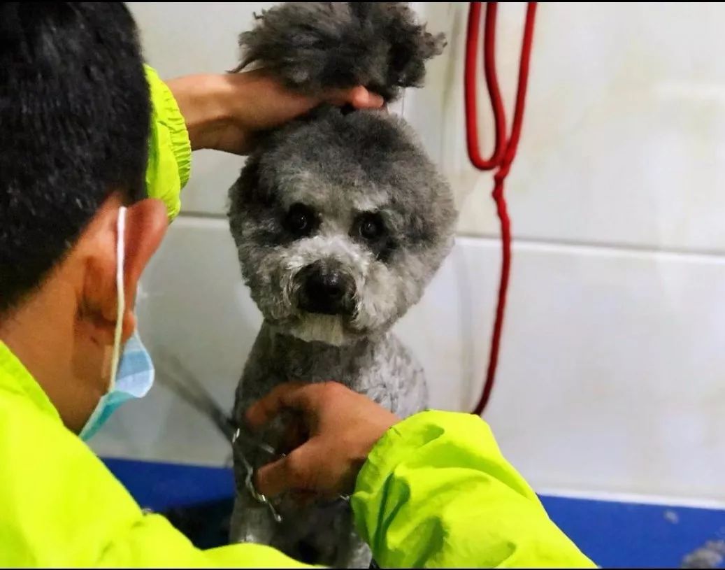 丽江宠物基地,丽江最好的宠物医院