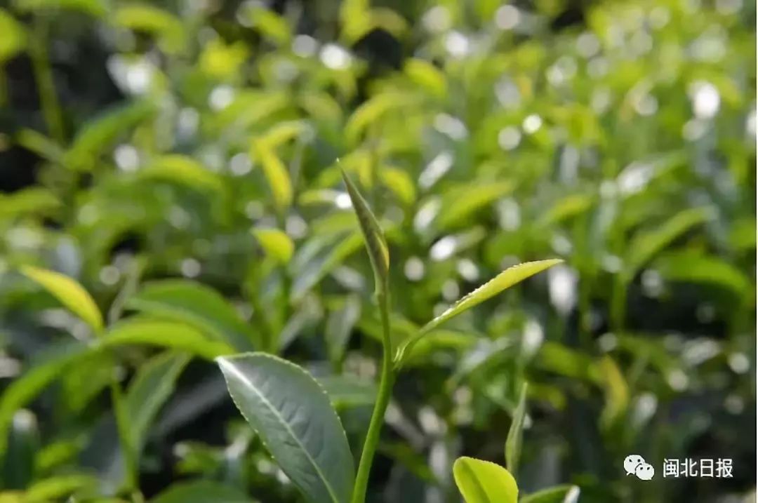 卖茶女套路大解析,卖茶女的套路与思路