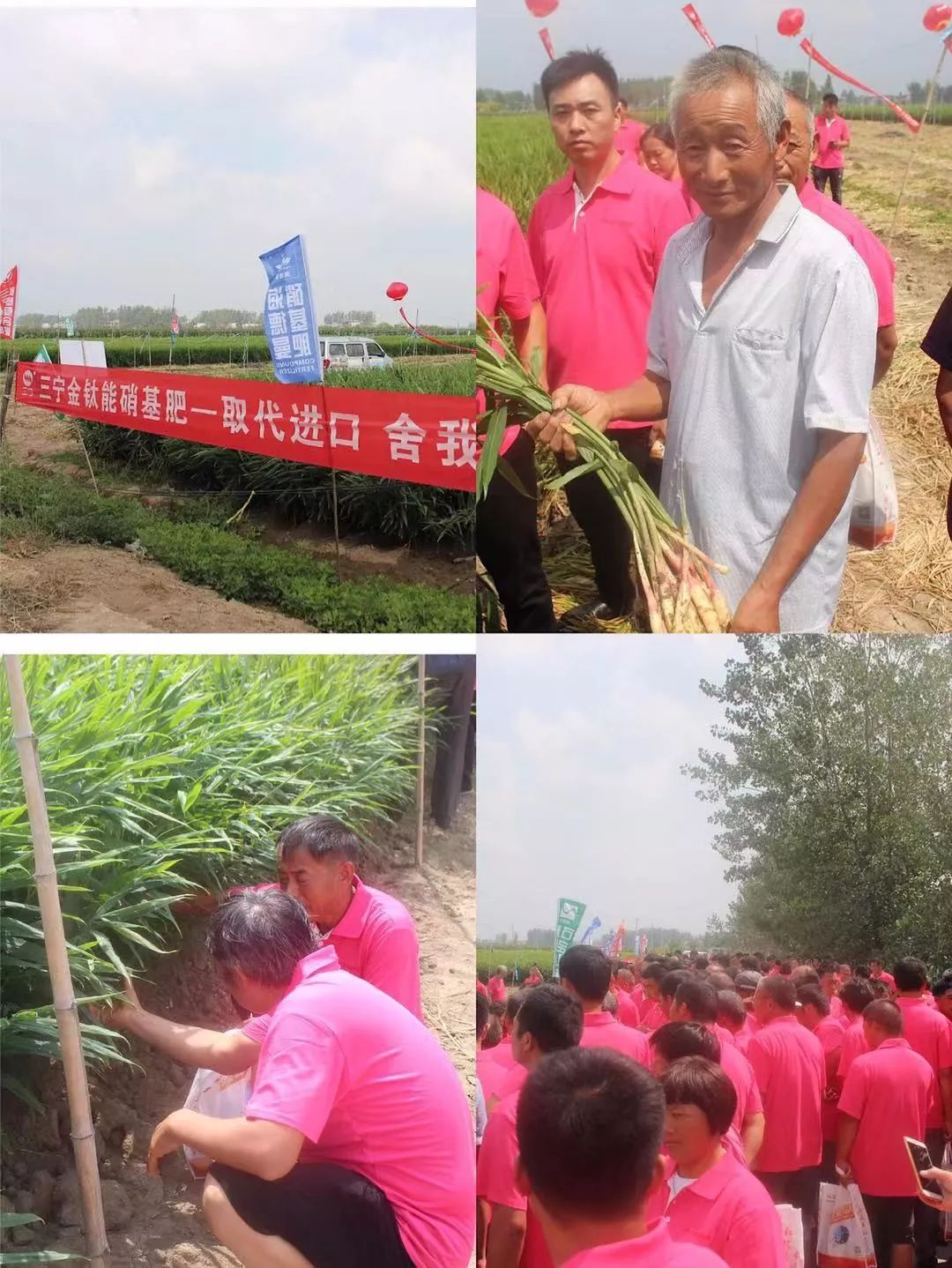 用三宁，打姜山！每亩多收6000元，农户喜开颜