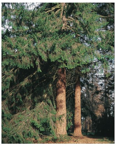 识别树木的最快方法,真假树木鉴别方法