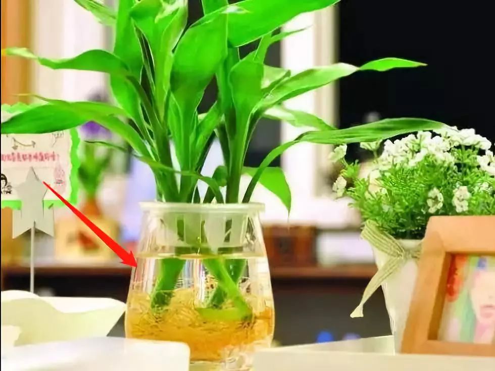 预防登革热时刻在行动,科普清理小积水防控登革热