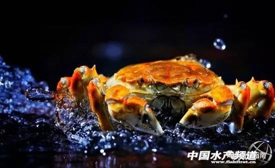 21年大闸蟹最佳食用时间,史上最全的大闸蟹食用指南