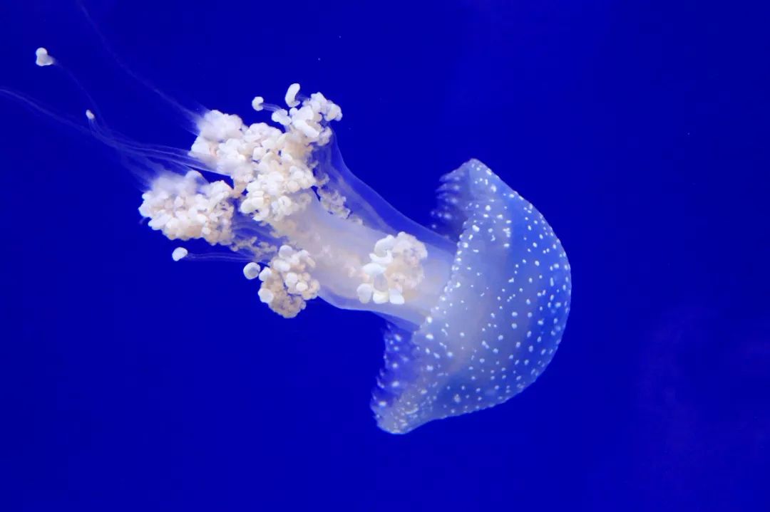 海洋水母梦幻般的美,水母海洋中的梦幻图片