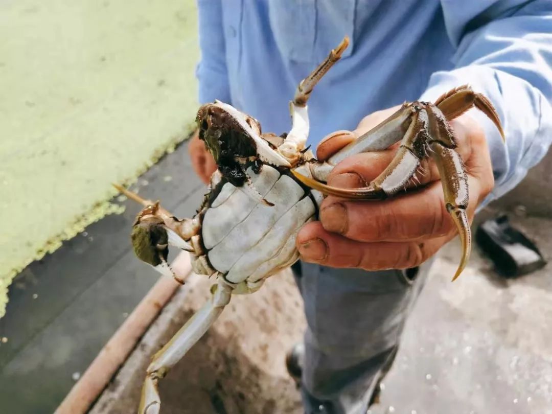 2020年阳澄湖大闸蟹开捕地点,阳澄湖大闸蟹官方开捕时间