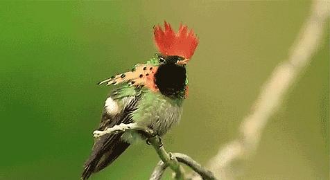 鱼儿科普,科普鱼儿