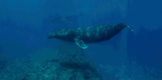 鱼儿科普,科普鱼儿