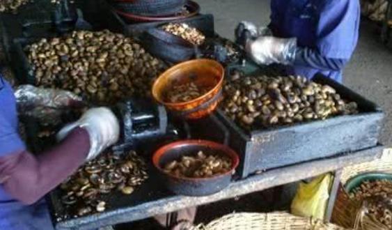 腰果买带皮的还是去皮的,腰果为什么价格差那么多