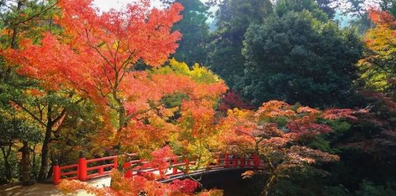 日本银杏叶保存,2019日本赏银杏