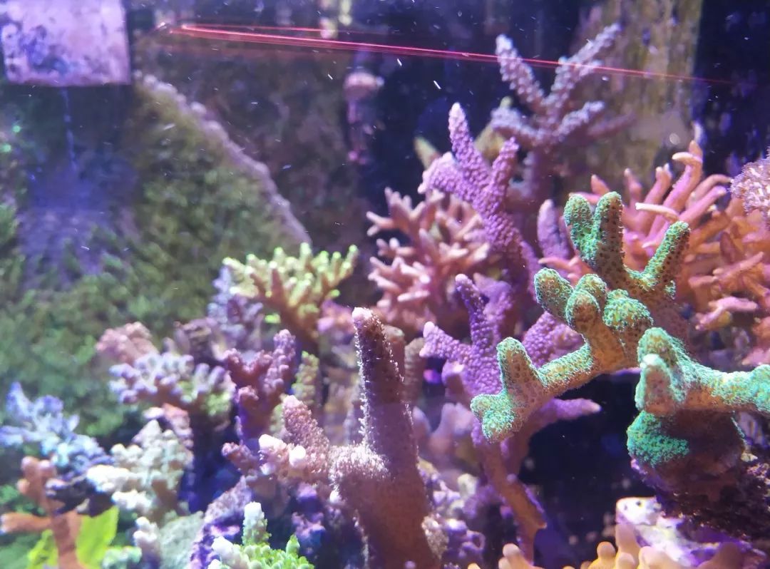 40小缸全套,40的方缸用多大的过滤桶