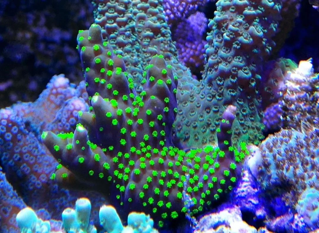 40小缸全套,40的方缸用多大的过滤桶