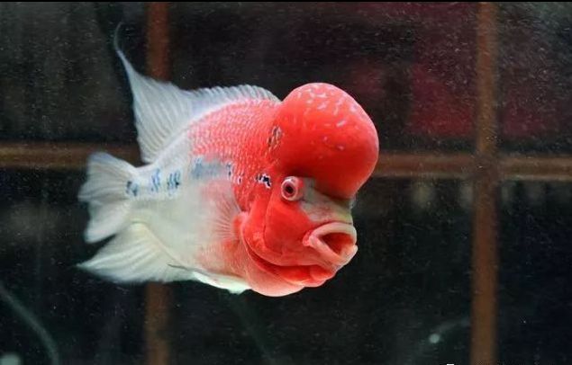 罗汉鱼白点病最有效的方法,鱼病车轮虫