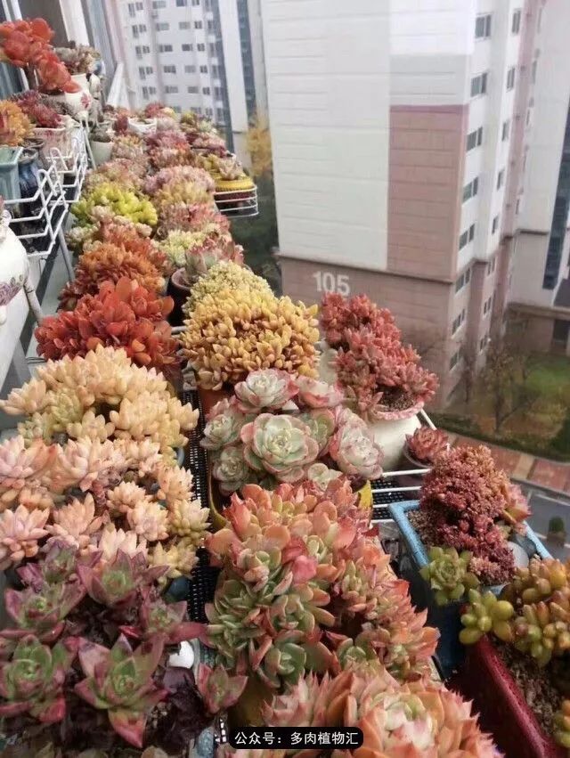 阳台如何让它变得很漂亮,怎么让阳台能种更多花