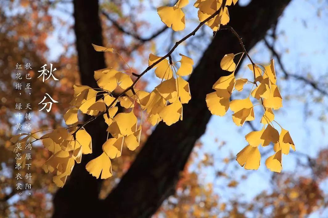 秋分人间半秋岁月无恙,秋分秋色层林尽染