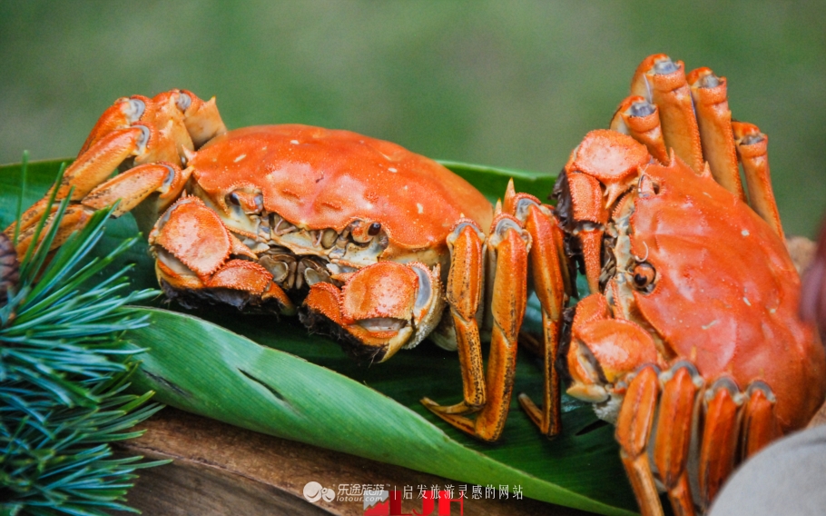 又到菊黄蟹肥时，无锡太湖鼋头渚渔家风情节上演