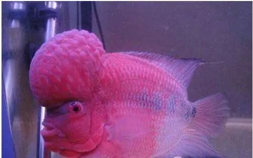 罗汉鱼白点病最有效的方法,鱼病车轮虫