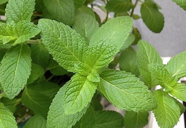 下巴螨虫白色小颗粒,下巴上有白皮屑