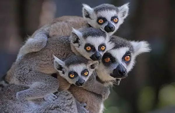 畅玩云南,畅玩永鸿动物园