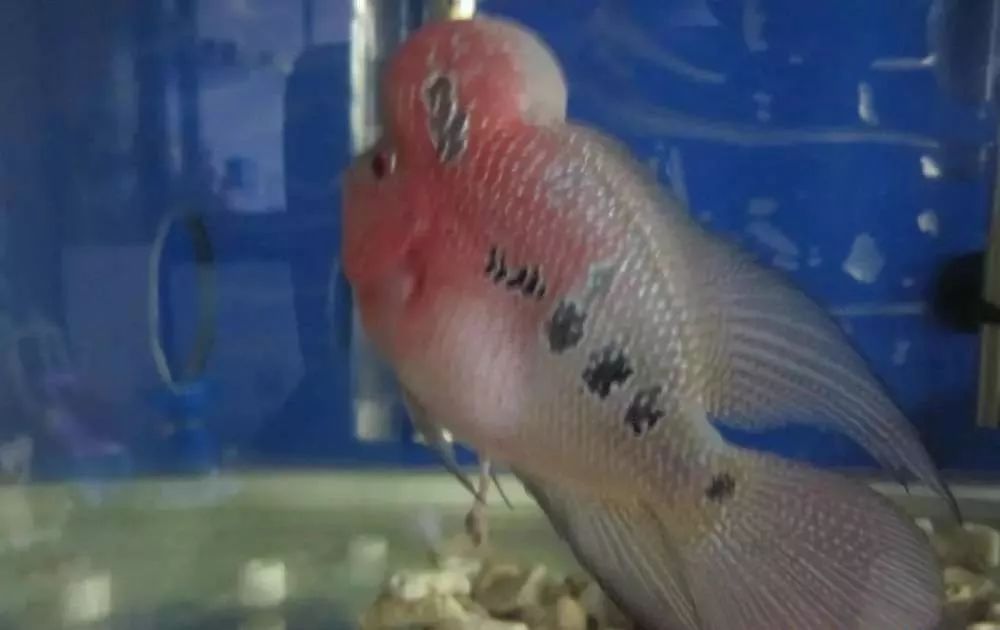 溃疡性肠炎有哪些症状如何治疗,猫胃肠炎的症状判断及治疗方法