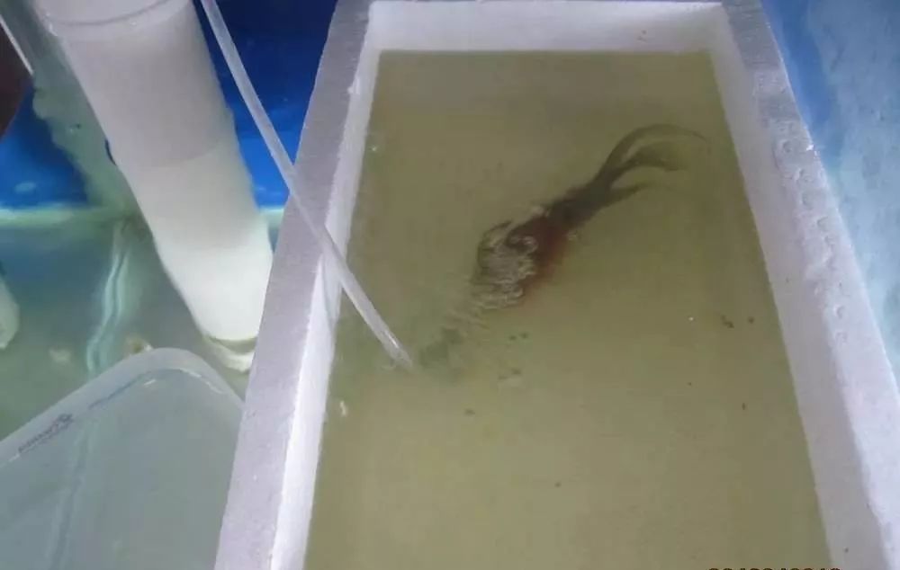 梭菌性肠炎的症状用什么药治疗,慢性肠炎怎么治疗好能彻底去根