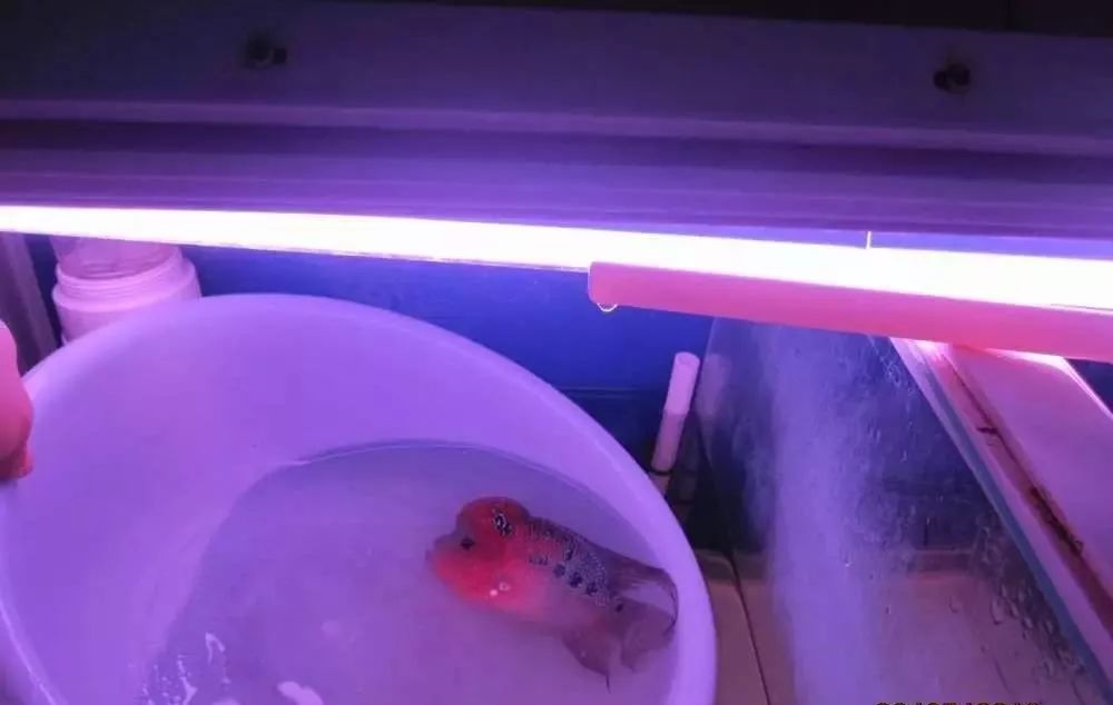 慢性肠炎用中医还是西医治疗好,肠炎食疗最简单方法