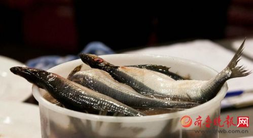 行走海岸线｜荣成有个青鱼滩，鱼群曾多到插竿不倒