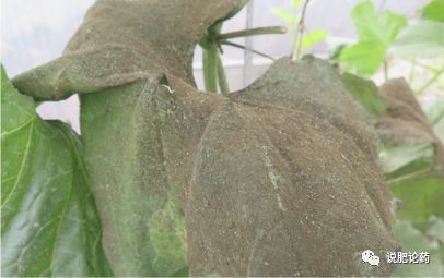 七星瓢虫吃蚜虫生物防治,七星瓢虫怎么防治害虫