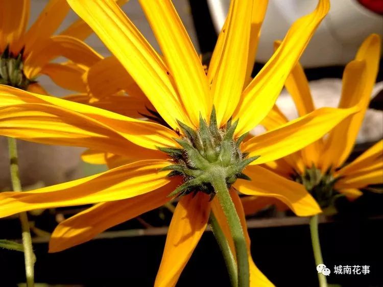 洋姜丨留住童年的味道