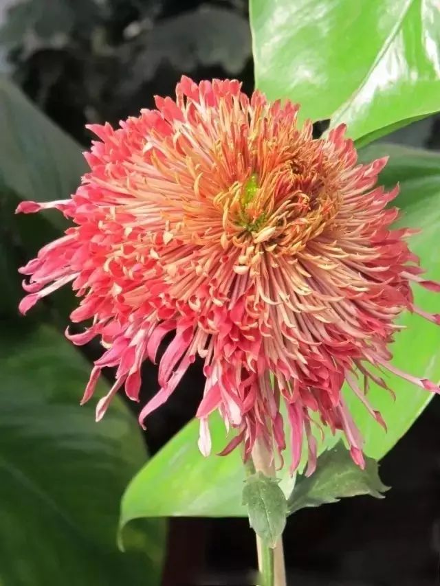 80种最美菊花高清图片,最具欣赏价值的菊花