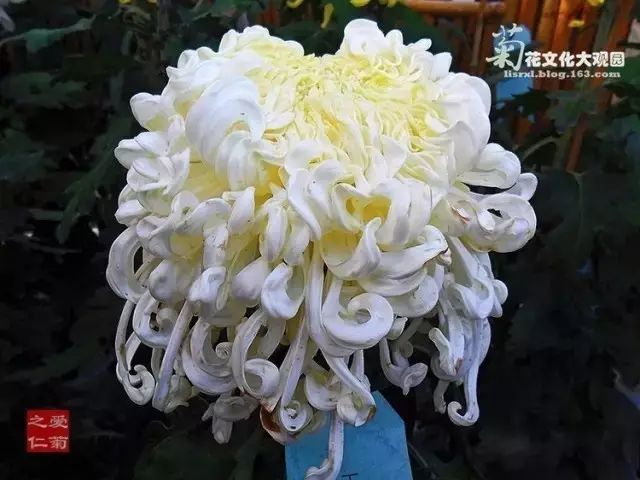 80种最美菊花高清图片,最具欣赏价值的菊花