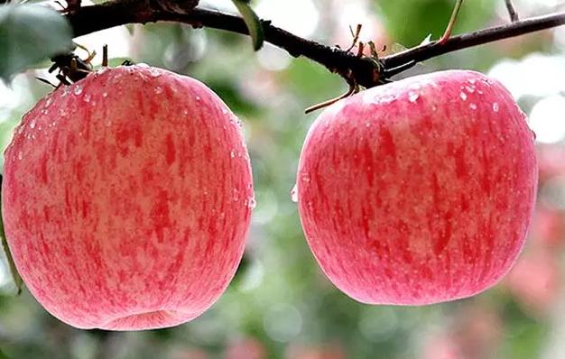 苹果甜不甜记住这几点就行,判断苹果甜不甜的方法
