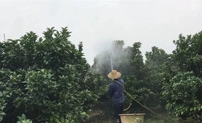 红蜘蛛难打用什么药好,红蜘蛛为什么打不过大黄蜂