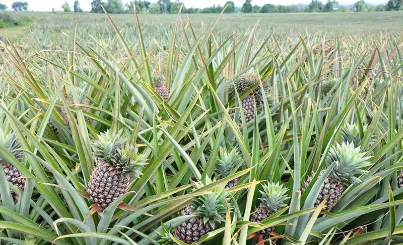 又香又甜的黄金凤梨，削了皮直接吃丨界界好物馆