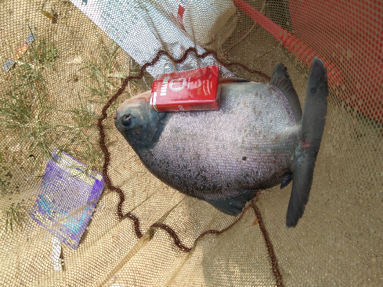 钓淡水白鲳用什么子线,钓淡水白鲳用什么饵料最好