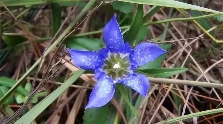 有关十二生肖的草药有哪些,十二生肖中草药食用方法