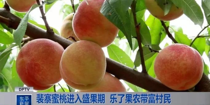 超早红蜜桃糖度是多少,四川春雪蜜脆蜜桃糖度