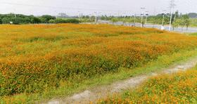 满城尽带黄金甲!在佛山,就能感受秋日童话的浪漫