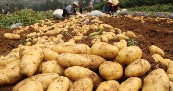 全国一村一品示范村镇名单公布,潍坊第九批试点村名单公布