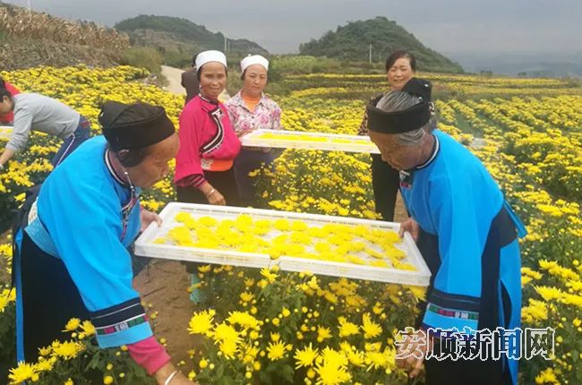 安顺平坝区白云镇花柱村金丝皇菊,平坝花柱村金丝皇菊开出致富花